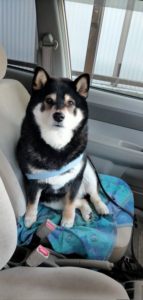 まめたろう (@mamemamemakmaki) / Posts / X