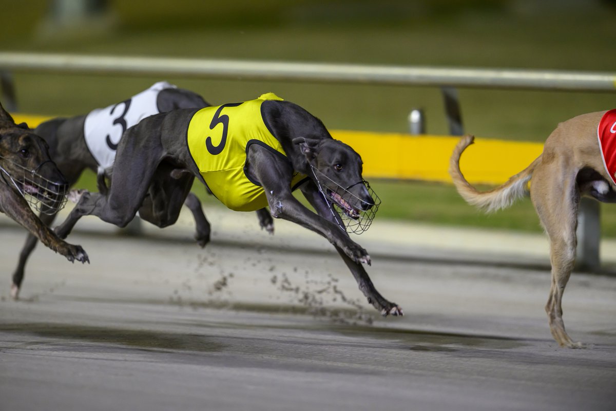 Queensland Greyhound Racing Club tweet media