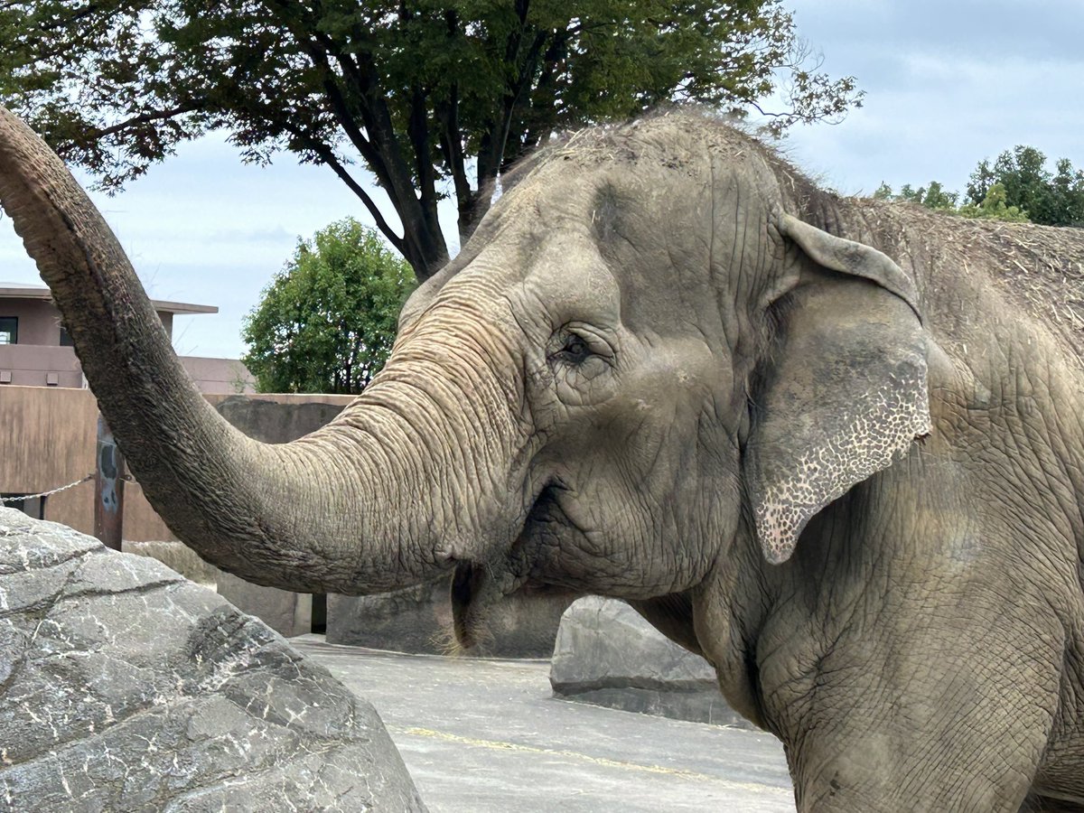 アフリカ　ゾウ　パキ咆哮　アルマ　白鯨 ゾウ