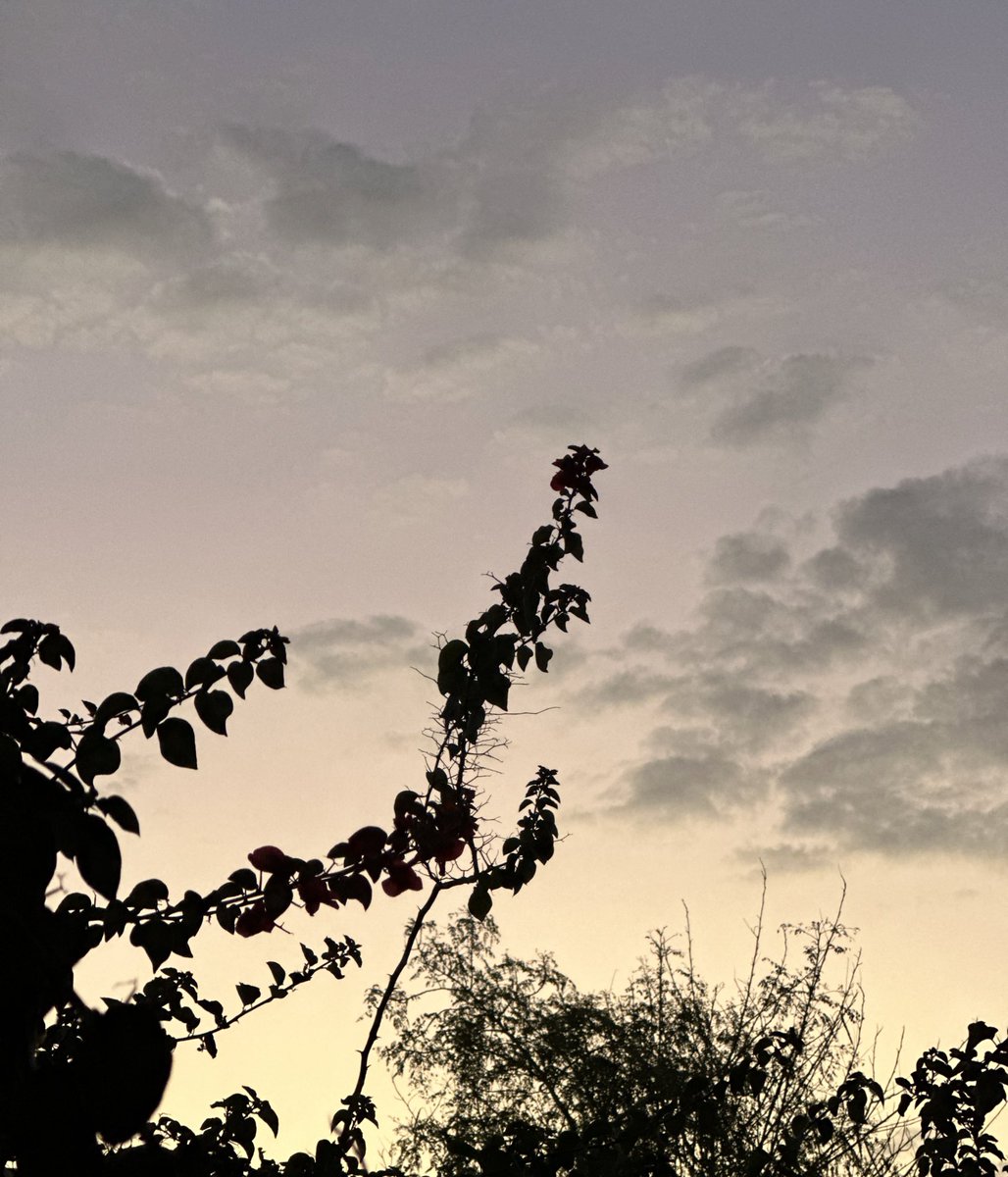 سنيوريتا tweet media