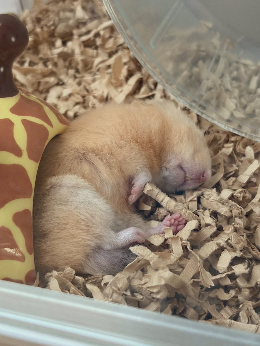 yappyyyer's tweet image. タマちゃん、体ほぼ家から出てるなう🤣
安心した顔でスヤスヤ寝てるよ……幸。

#ハムスター