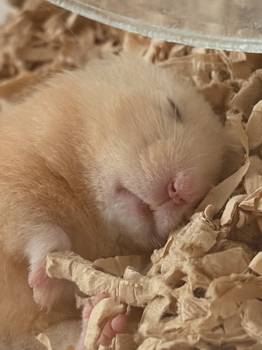 yappyyyer's tweet image. タマちゃん、体ほぼ家から出てるなう🤣
安心した顔でスヤスヤ寝てるよ……幸。

#ハムスター