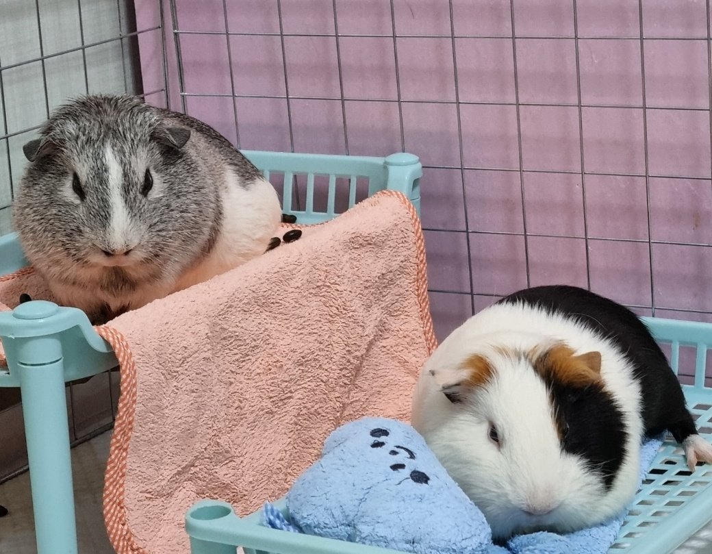 Soondae_Cookie's tweet image. 닮은듯 안닮은 둘 🤗