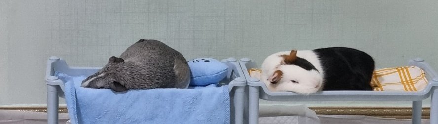 Soondae_Cookie's tweet image. 닮은듯 안닮은 둘 🤗