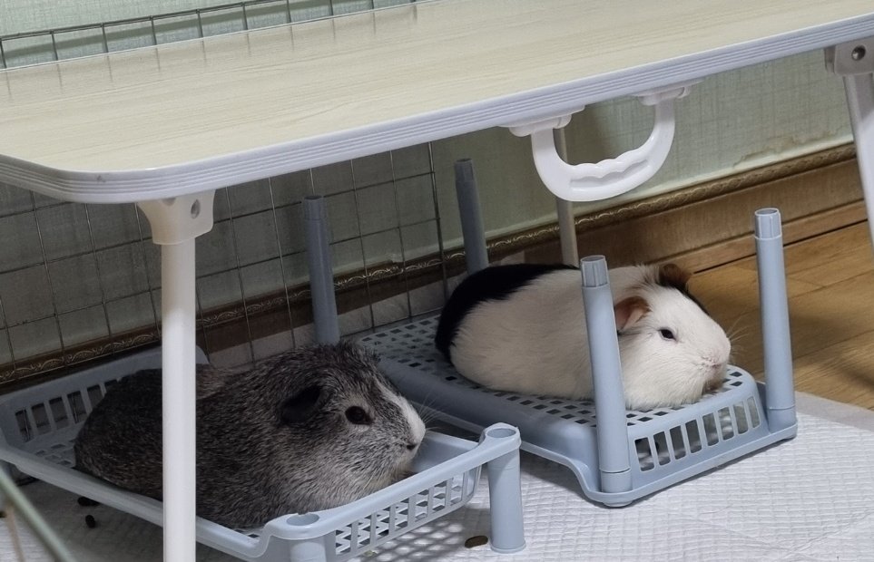 Soondae_Cookie's tweet image. 닮은듯 안닮은 둘 🤗