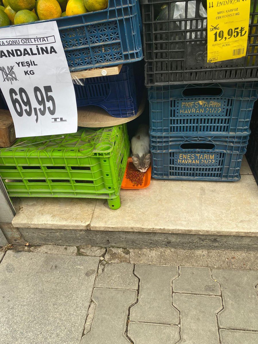 fipsavascisi1's tweet photo. 🔴ACİL YUVA🔴 Üç aylık civarı dişi çok işlek bir caddede bir marketin tezgahın altına sığınmış çok korkak çıkamıyor oradan acil bir yuvaya ihtiyacı var duyarlı hayvan severleri  bekliyoruz /ATAŞEHİR/05378297666 https://t.co/weBuaAPoqJ