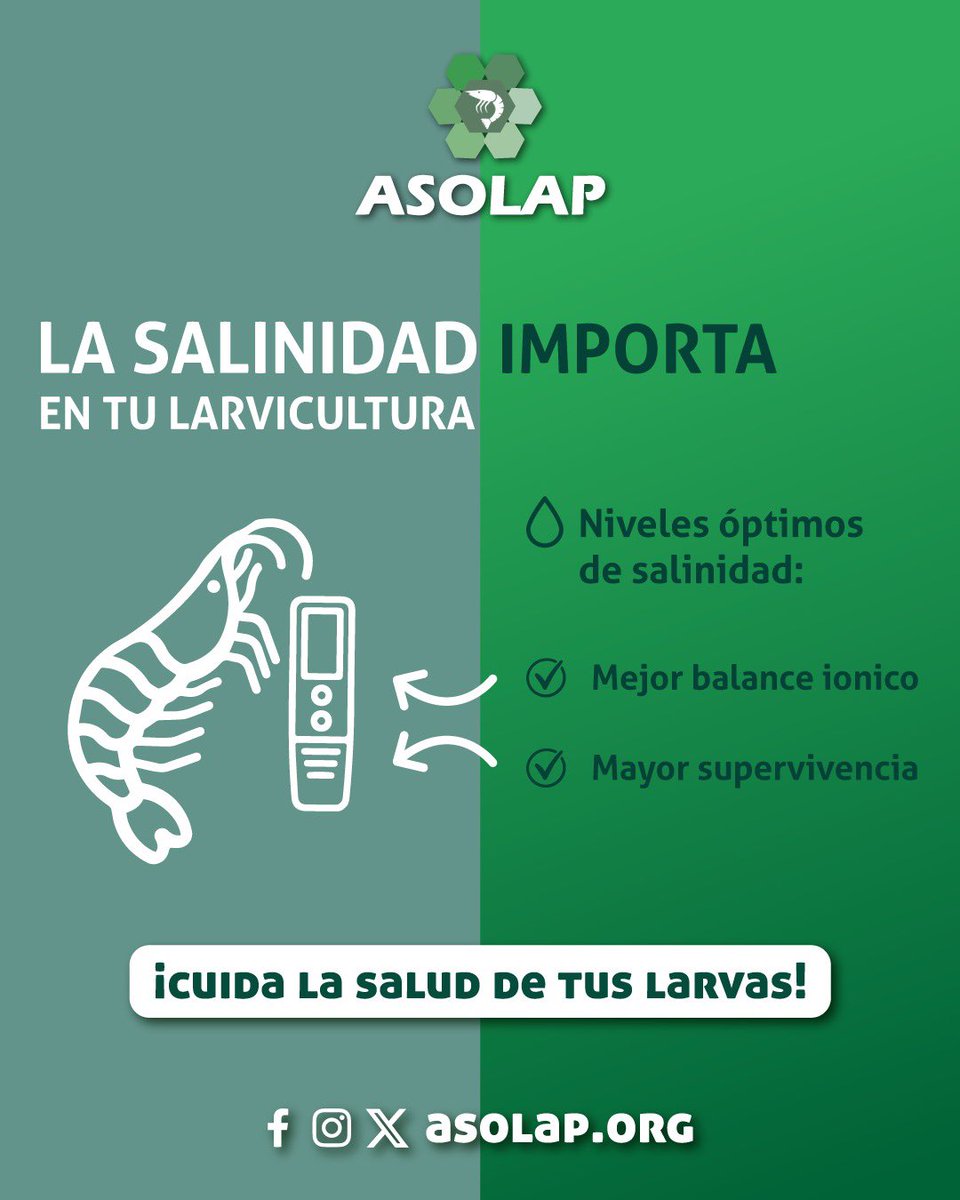 ASOLAP1's tweet photo. Mantener los niveles óptimos de salinidad en el agua es CLAVE para: 📈 Mejorar tasas de crecimiento. ✅ Asegurar mayor supervivencia.
¡Protege tu producción desde el origen! En ASOLAP te asesoramos para un control perfecto. 🧪
#ASOLAP #Salinidad #Larvicultura #Acuicultura https://t.co/49ut7c6GbS
