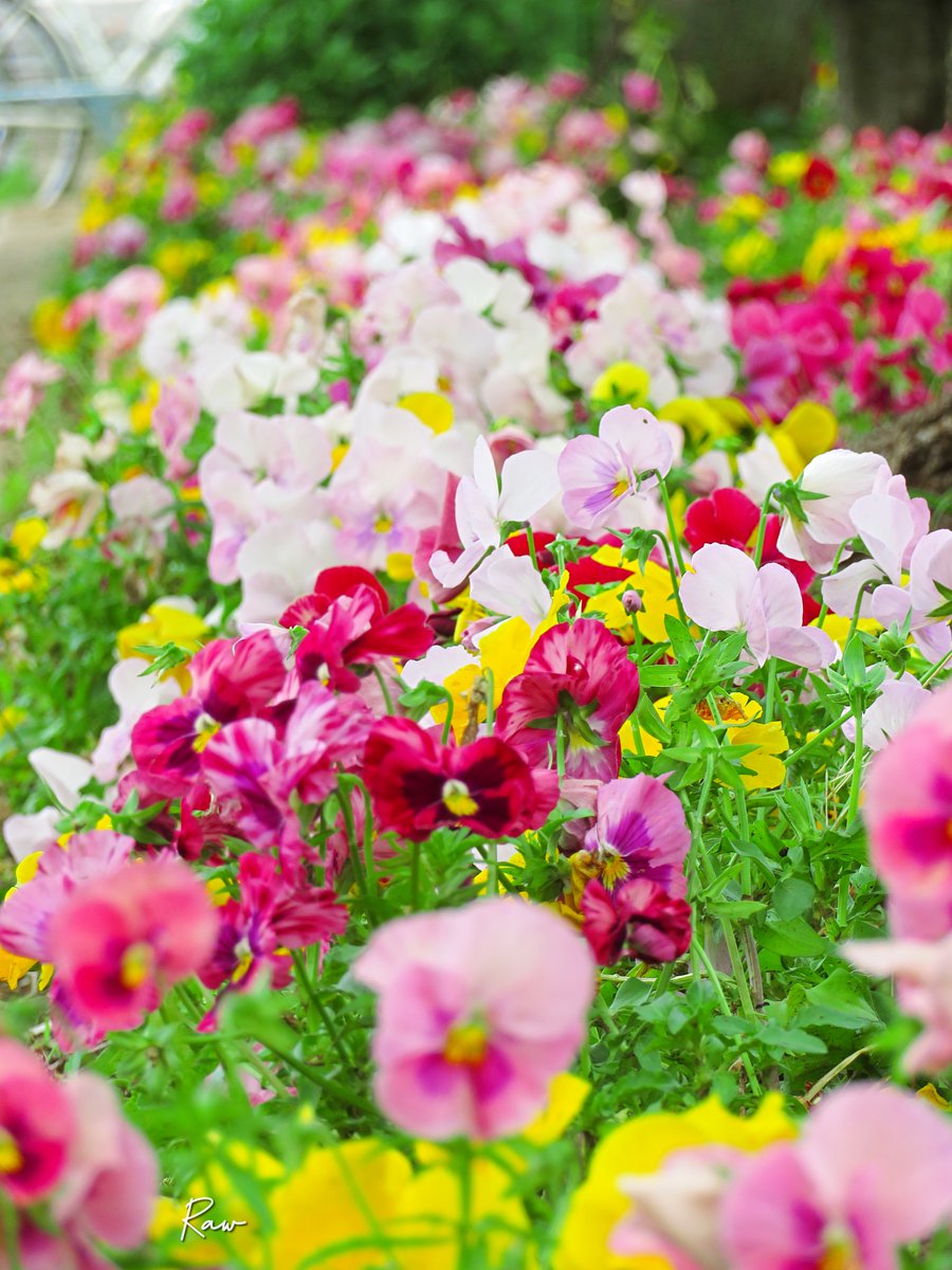 -
季節が変わるように
人の心も変わってゆく

昨日の自分と今日の自分は
完全に同じではない

この場所で見てくれる人も
時とともに変わってゆく

今見てくれてる人には
「ありがとうございます」

疎遠になった人には
「ありがとうございました」

ただそれだけでいい
出会いと別れは一期一会
-