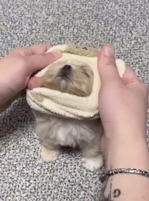 바부 강아지 백현이 ૮(*´ ^ `*)ა