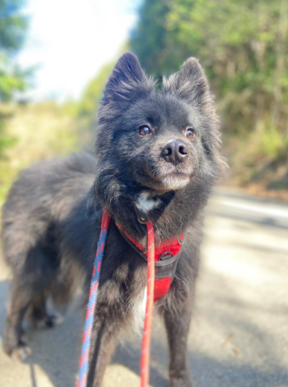 ＼セブンマイルで保護犬🐶寄付／
失効しそうなマイル、寄付にしませんか？🍀
投稿をチェックしてみてください💗
お知らせページ👉wanko.peace-winds.org/news/39193
(写真は譲渡センターで家族を待っているイチオシワンコです😊😊)