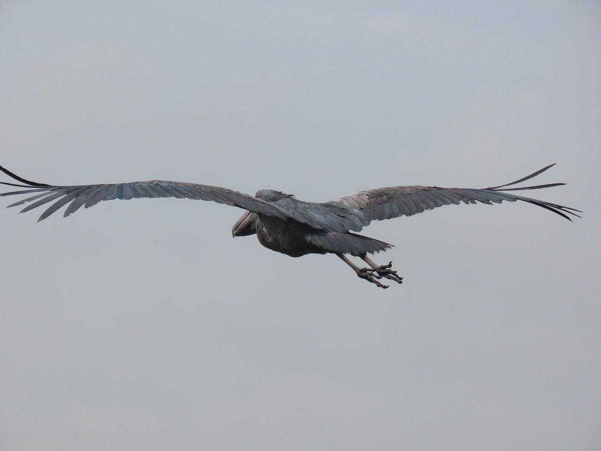 MatthewBirder's tweet photo. Shoebill at Mabamba swamps. https://t.co/otSj6NpO3K