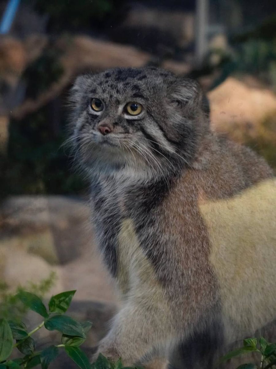 Daily Manul tweet media