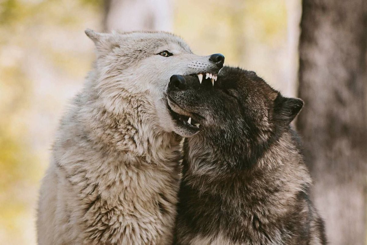 wolpmaxxing's tweet image. 