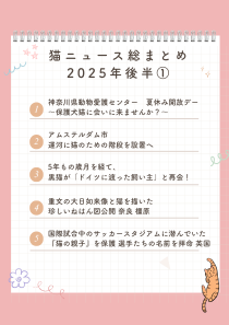 ねこ検定 公式 tweet media