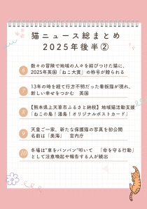 ねこ検定 公式 tweet media