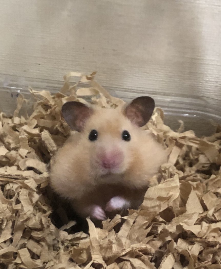 FC動画、推しがヒマワリのタネ詰め込みすぎたハムスターみたいになって