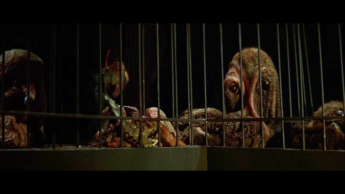 RanesHook's tweet image. #ManiacMonday - DIE, MONSTER, DIE (1965)- Young scientist #NickAdams travels to England to meet his fiancé's parents, not knowing her father #BorisKarloff may or may not be responsible for the creation of grotesque local freaks! Die, Monster, Die! (1965) ORIGINAL TRAILER