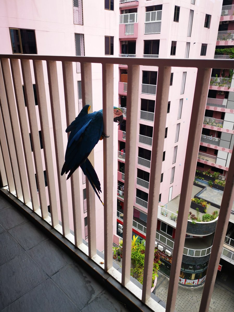 SecurityClark's tweet image. Random macaw pulled up to my balcony like he pays rent here. Nature's NPC just vibing