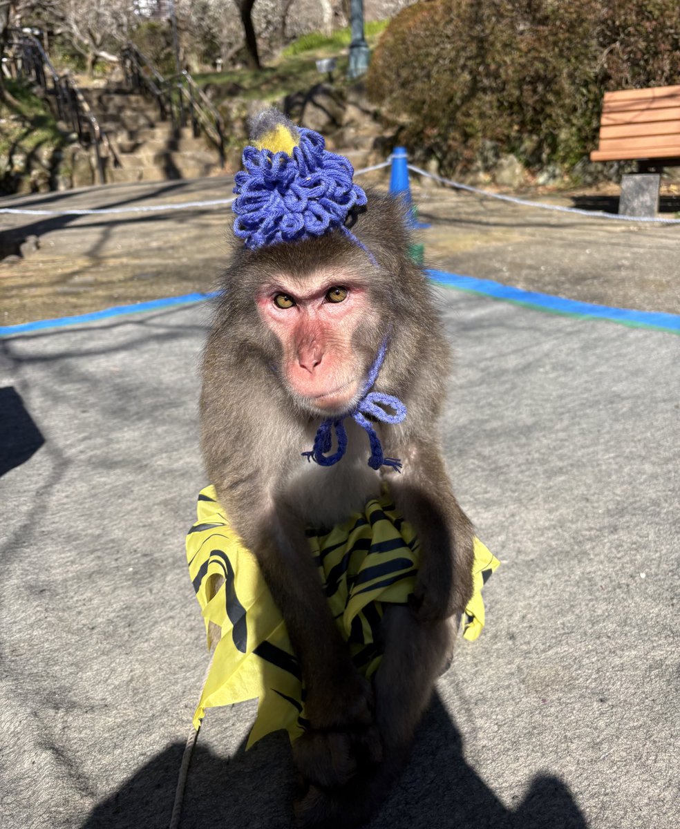戦豆の猿まわし (@senzunoosaru) / Posts / X
