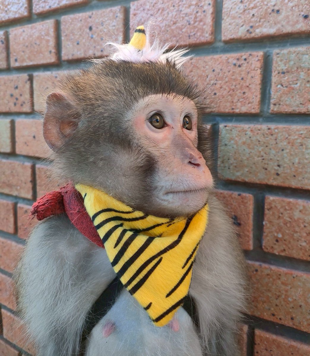 本日は節分🫘

鬼コスのうららとしちみ👹

夜19時ごろにはYouTubeも上がるので、お楽しみに〜🌟