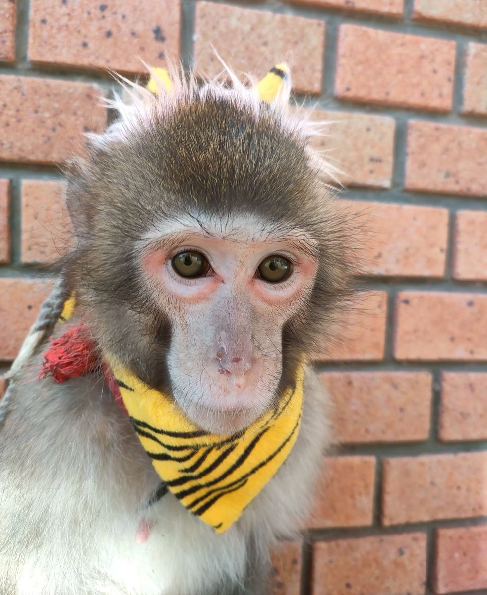 戦豆の猿まわし (@senzunoosaru) / Posts / X