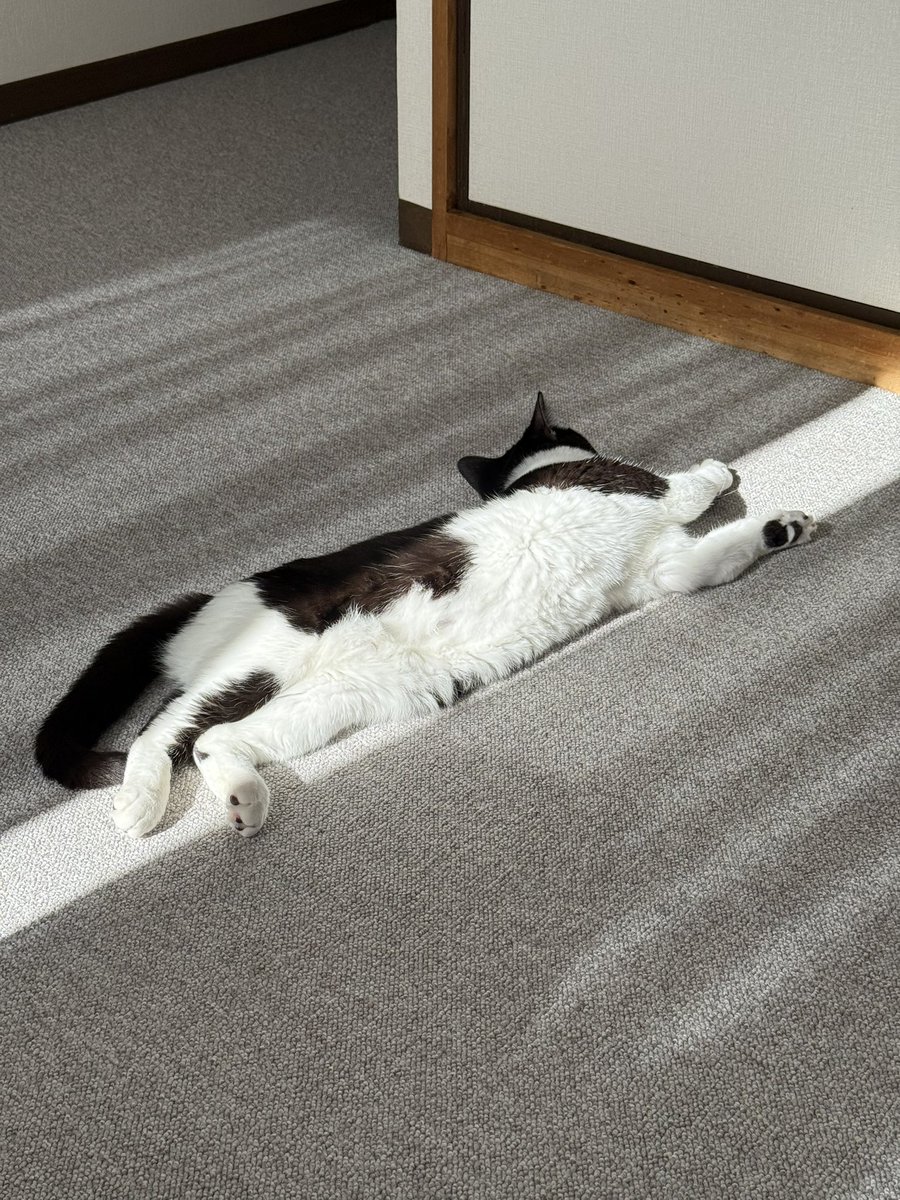 コロニー製作所 (@colony_mfg) / Posts / X