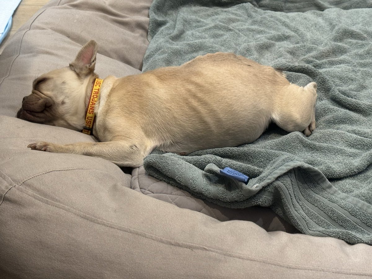 Yesterday, a scumbag abandoned this little love bug in front of my house w/ her bed. A neighbor was gonna take her, but didn’t work out. So, I’ve decided to adopt her. I was able to lure her out of the street with slices of cheddar cheese. So, her name is going to be CHEDDAR.