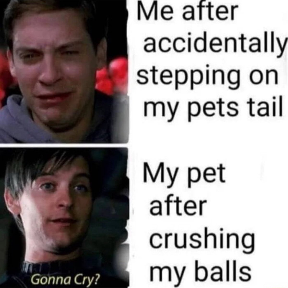 ShitpostGateway (@shitpostgate) on Twitter photo 