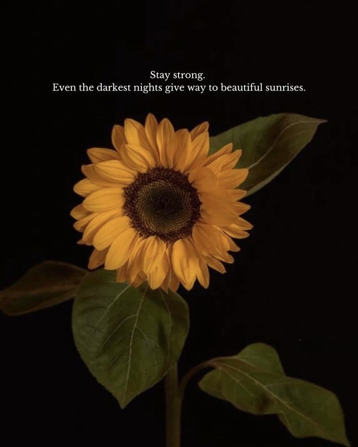 sunflowerchives's tweet photo. 💛 https://t.co/hJcxwWLeYi