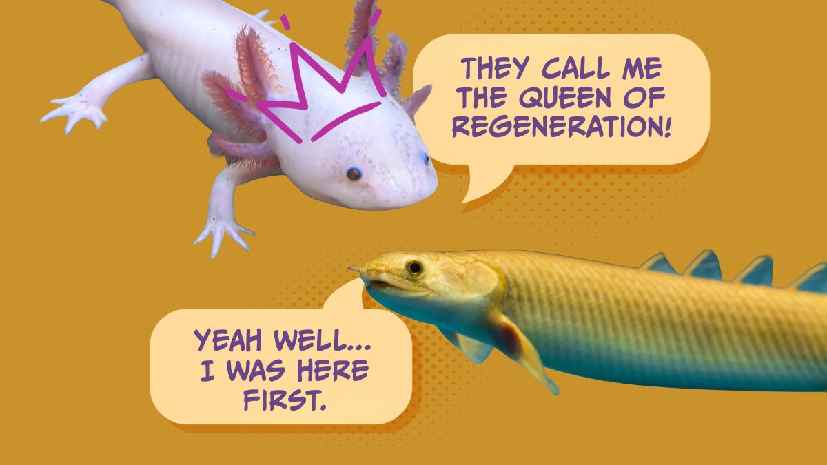 LSU Research tweet media