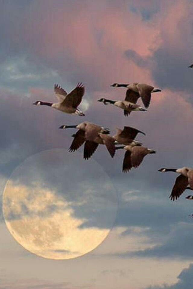 العمرُ أيامٌ تشابه خطوُها..
وحياتُنا ما طابَ من أعمالِ!!

كم لحظةٍ! كم دورةٍ! كم حقبةٍ!
مرّت بلا أثرٍ ولا آمالِ! 

وكم انجلت في عمرنا من لمحةٍ
رفعت تقيّاً للمقام العالي!

لا يُرتجى جاهٌ ولا نسبٌ فما
نيل العُلا بالأصلِ والأشكالِ! 

لو كان في الأنساب حسمُ مصيرِنا
لم تقرعْ الجناتِ