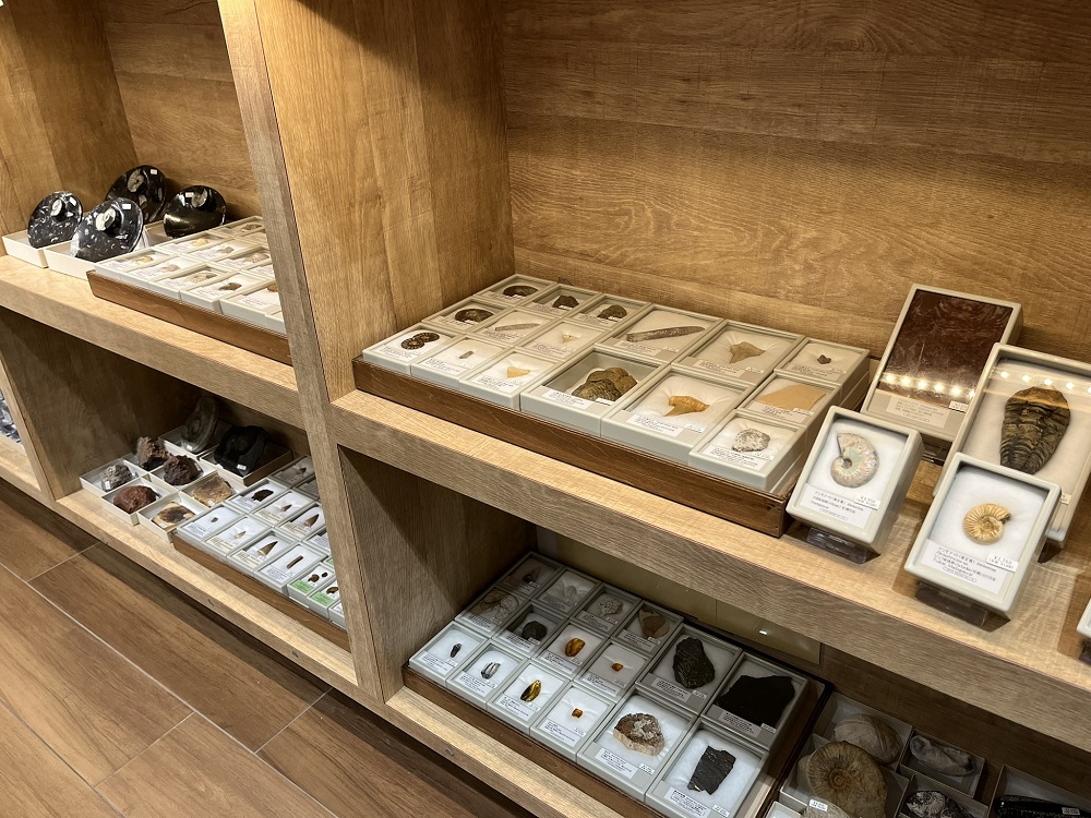本日より、有隣堂アトレ恵比寿店にて、化石鉱物フェアが開催です。昨年