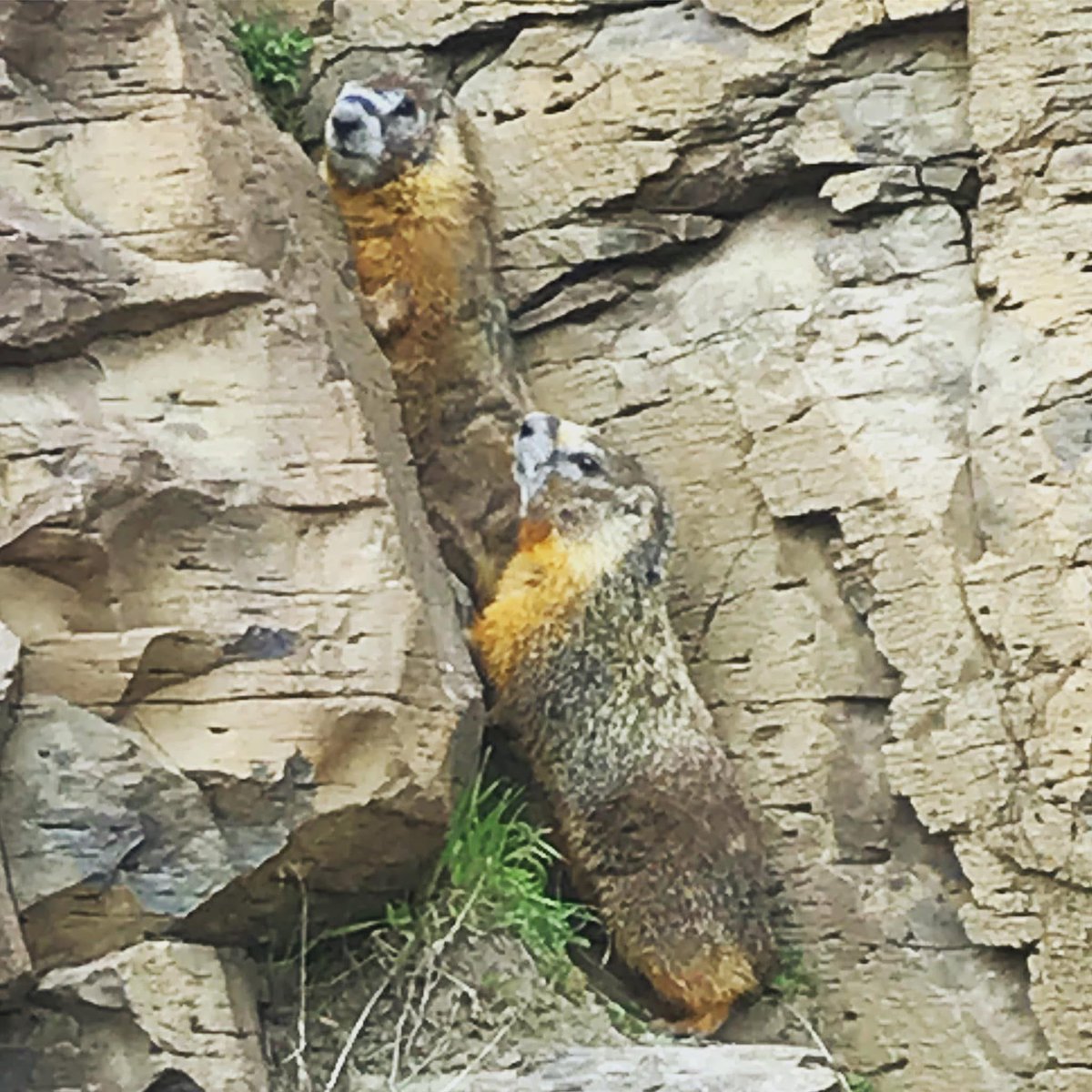 Small_Hawk62's tweet image. Phil and Lil hiding from seeing their shadows 🙄😅
Took this down on the lower Umatilla River in the rock bluffs next to the highway when I was out steelhead fishing.