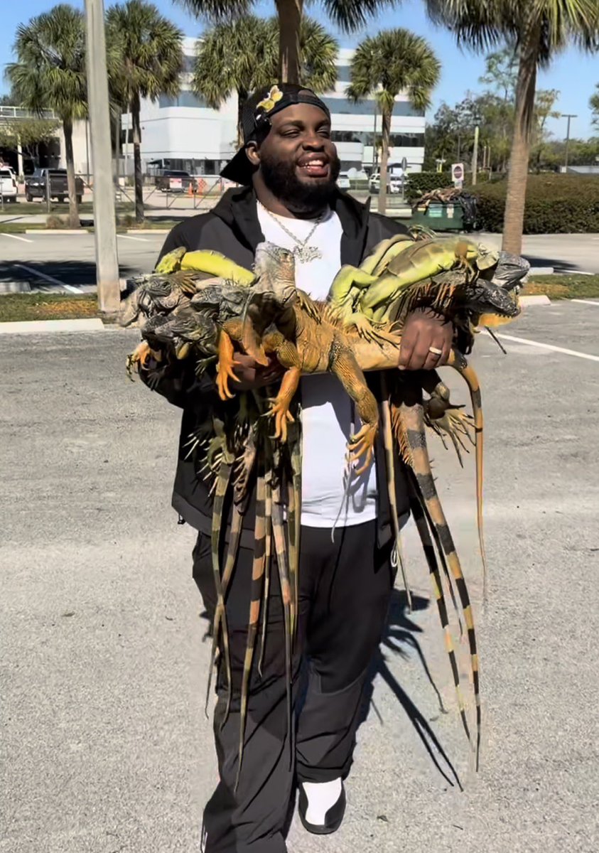 The European mind cannot comprehend Florida man doing his annual collection of giant iguanas because it’s cold outside