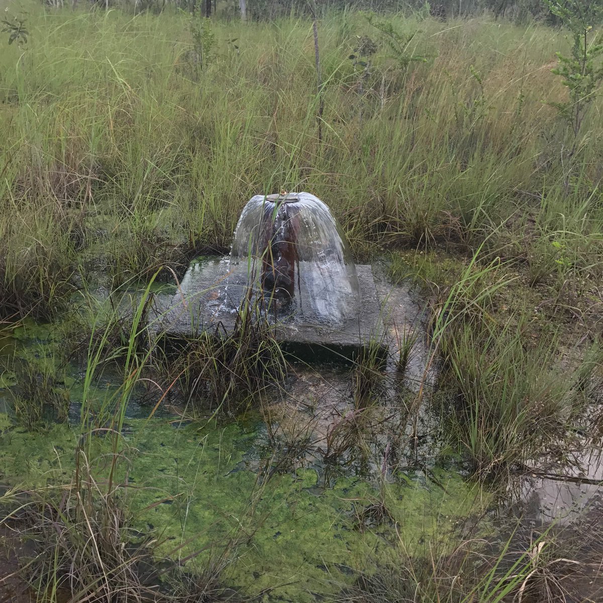 MattBrannRURAL's tweet image. Bores are overflowing in Darwin's rural area!

#Moist

abc.net.au/listen/program…