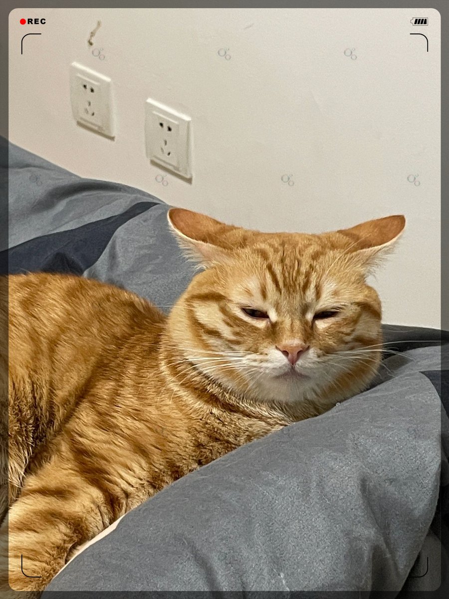 mniarou's tweet photo. 摸鱼时间到！躲在工位角落刷到猫片，老板路过时秒切报表，心跳加速的快乐谁懂 https://t.co/Tg7EKztXDZ