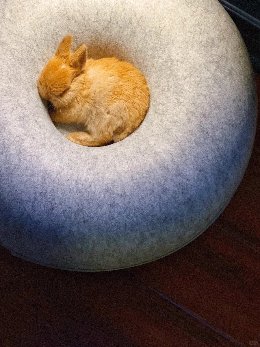 Why you should have a rabbit (@shouldhaverabit) on Twitter photo 