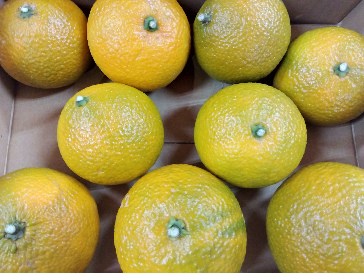 kouhei2708's tweet image. 雷神社再建企画
豆酘の夕陽ジャムとスイートスプリングセット
豆酘の夕陽ジャム
みかん🍊２２０g
いちご🍓２２０g　
キウイ🥝２２０g
スイートスプリング🍊約１．５Ｋｇ
¥３９００+送料
売上の１０%を雷神社再建企画になります宜しくお願い致します🙇

#対馬　#雷神社再建企画　#豆酘の夕陽ジャム