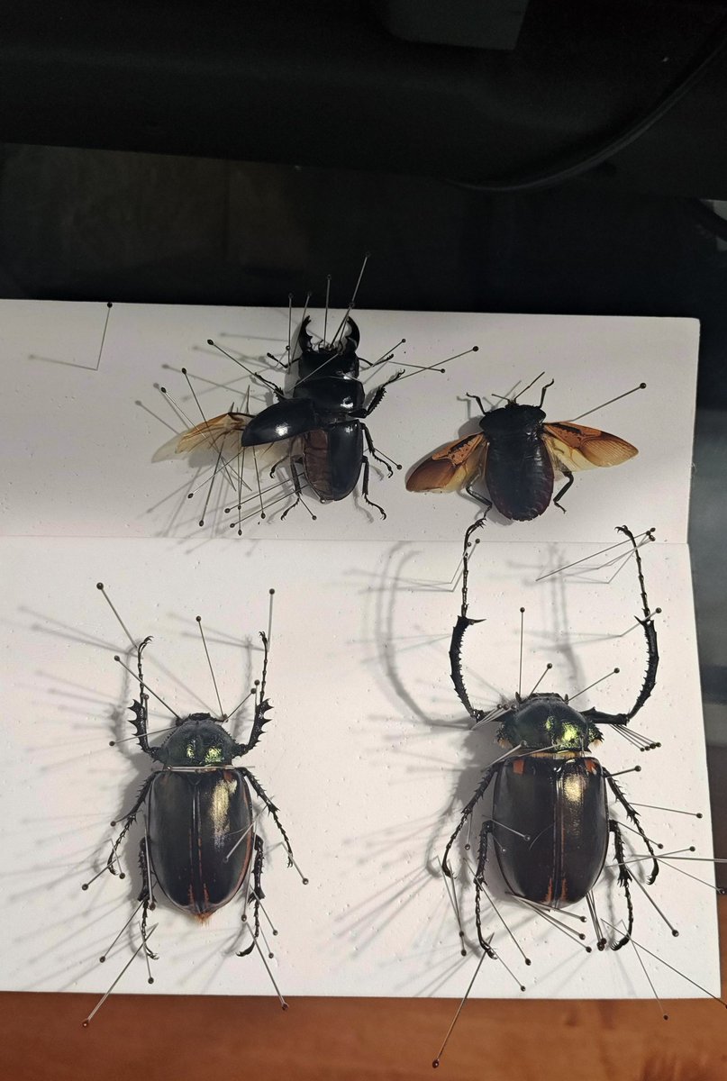InsectArchive's tweet photo. Some of the insects I've previously pinned! Also a few that are recently pinned and drying. #taxidermy #bugs #insects https://t.co/FpHKEF7CVB