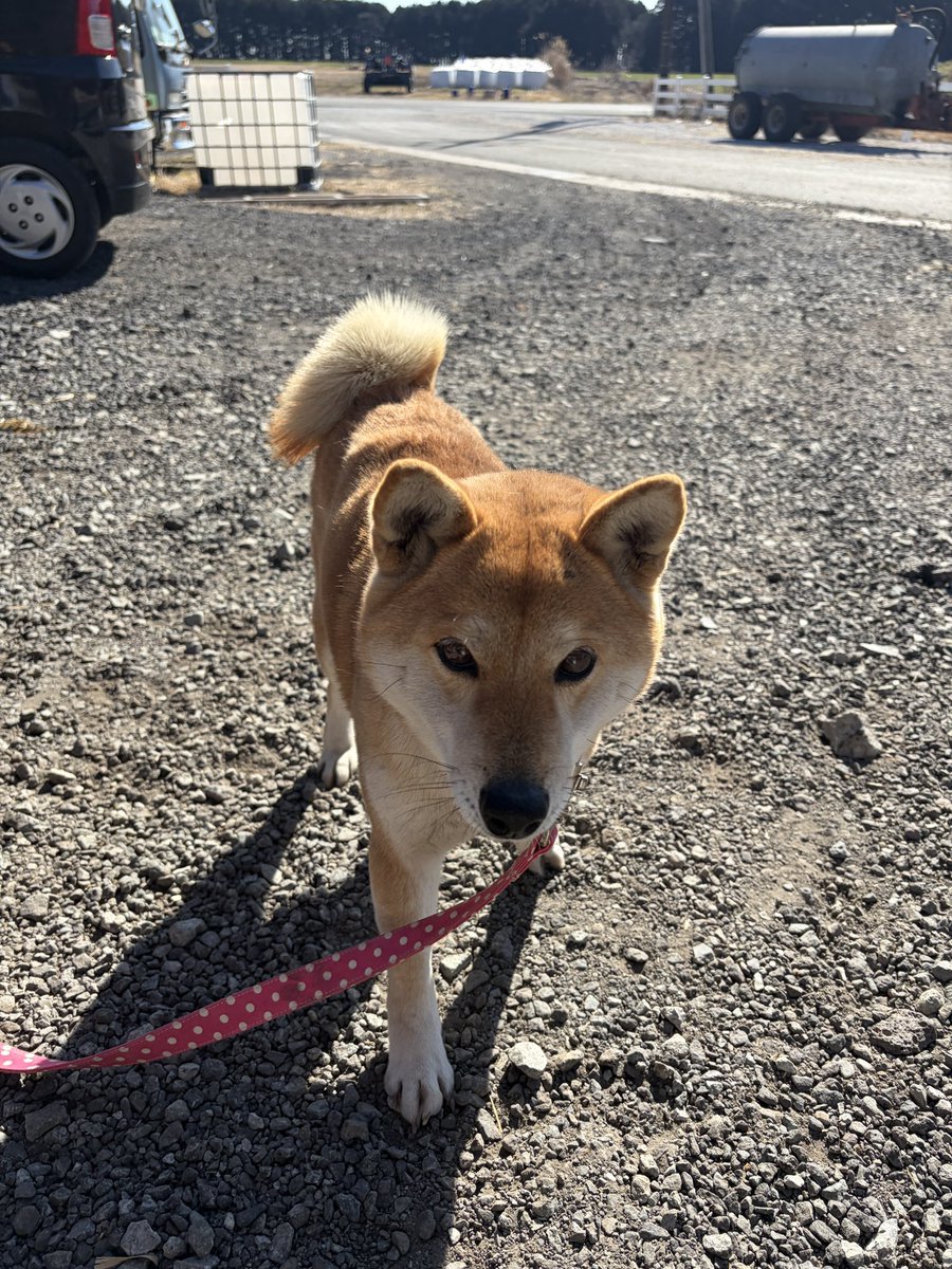 コメント、リポスト、見ていただき寄り添っていただきありがとうございました。
本日無事に飼い主の方が見つかりまして、引渡しました！！
今朝、一緒に散歩しながら『どうするかねぇー』と話していたところ急展開でした。

よかった反面、、、少し寂しさも。
健やかに元気でね🎶