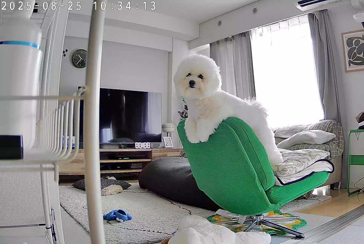 ペットカメラ見返してたら壊れたのか去年の8月の映像が急に流れて来て目が合った