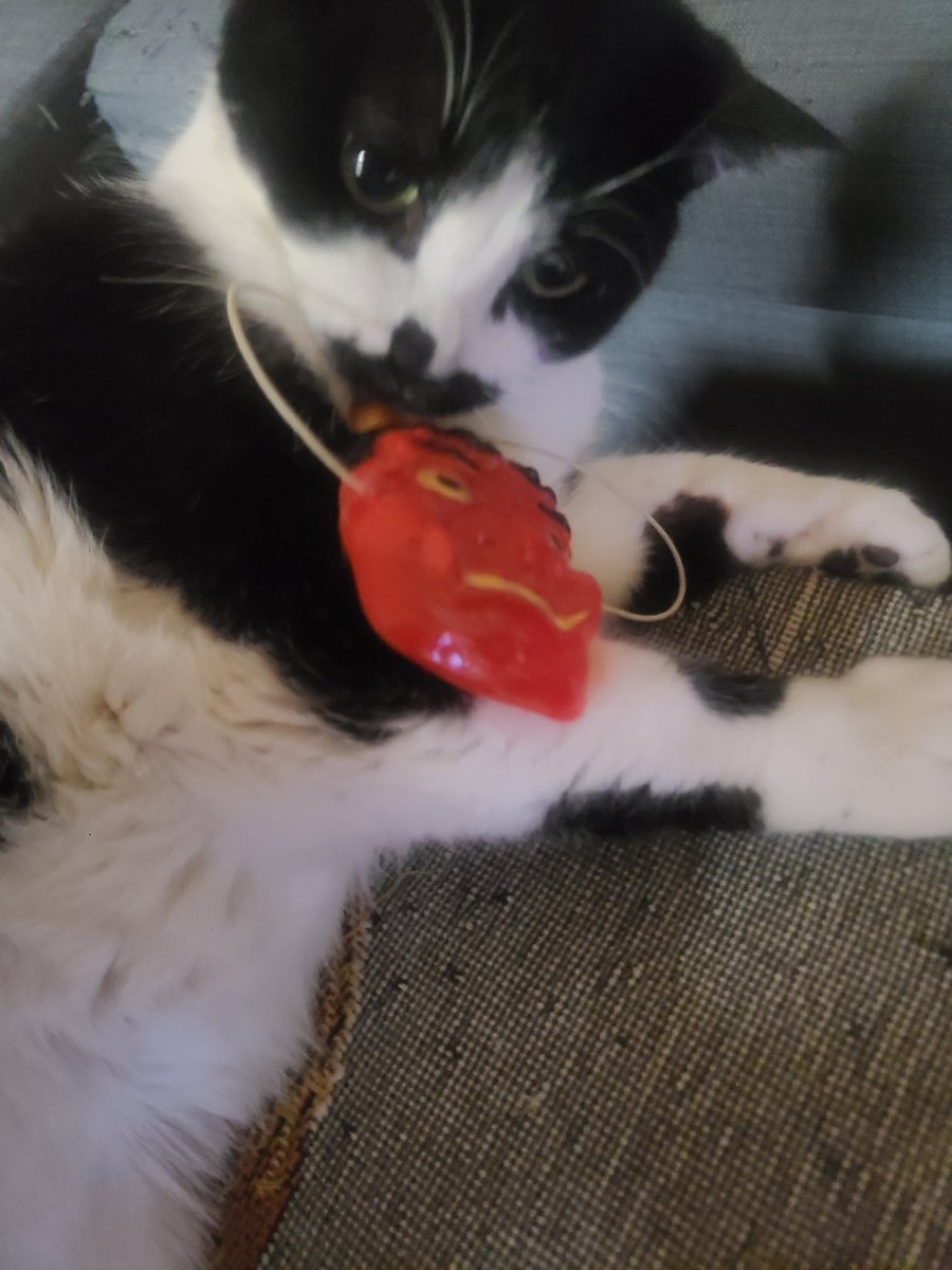 節分👹猫と鬼🐱 とうふ&オセロ🐱 #ねこのいる生活 #ねこのいる暮らし