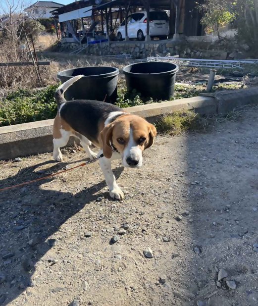 souichikataoka's tweet image. ２月３日午前１０時ごろ、吉備路もてなしの館付近で迷い犬を保護しました。ビーグルのオスです。寒さのなかで震えていました。飼い主さん、また心当たりのある方は私のDMへご連絡ください。拡散ご協力お願い致します。