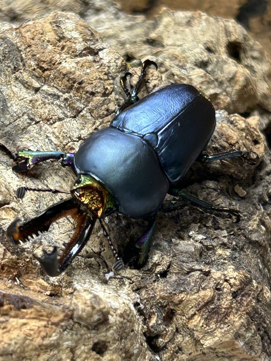 Kobe_KUWAI's tweet photo. #INSECTDISCOVERY
#インセクトディスカバリー
2026年もいよいよ始まります。
第一弾 出展生体予定一覧
ヨツボシマッシヴツノヒナカブト
新成虫ペア(ワインレッド)→3セット
クォンコクワ 新成虫ペア→3セット
Lohit産 アンタエウ新成虫ペア→3セット
皆様方のご来店をお待ちしています https://t.co/588zcByIh9
