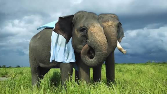 Indonesia has banned elephant riding attractions at conservation institutions and wildlife tourism facilities nationwide.