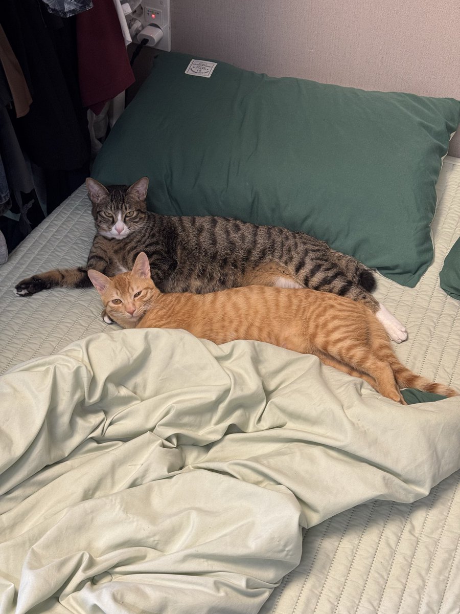 lvdwvozzZGAbaas's tweet image. 고양이가 올리브를 먹어도되나요 
하̤̫ 먹을 까봐 넣어놓고 갓능데 열어서 먹음 …