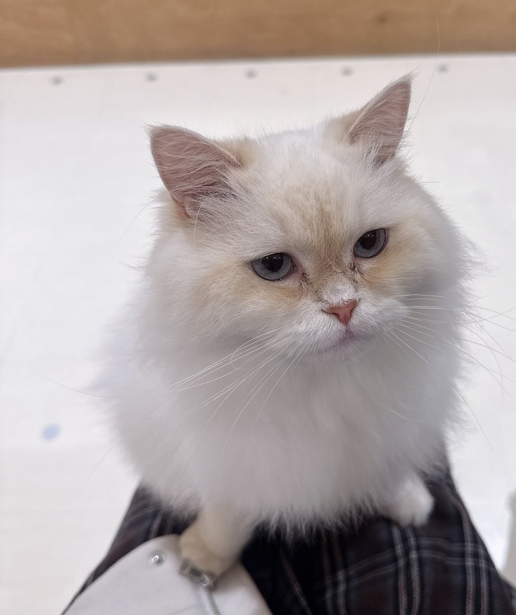 ややぴ⋆͛🎮⋆͛‎🤍 (@yayapi_twitch) / Posts / X