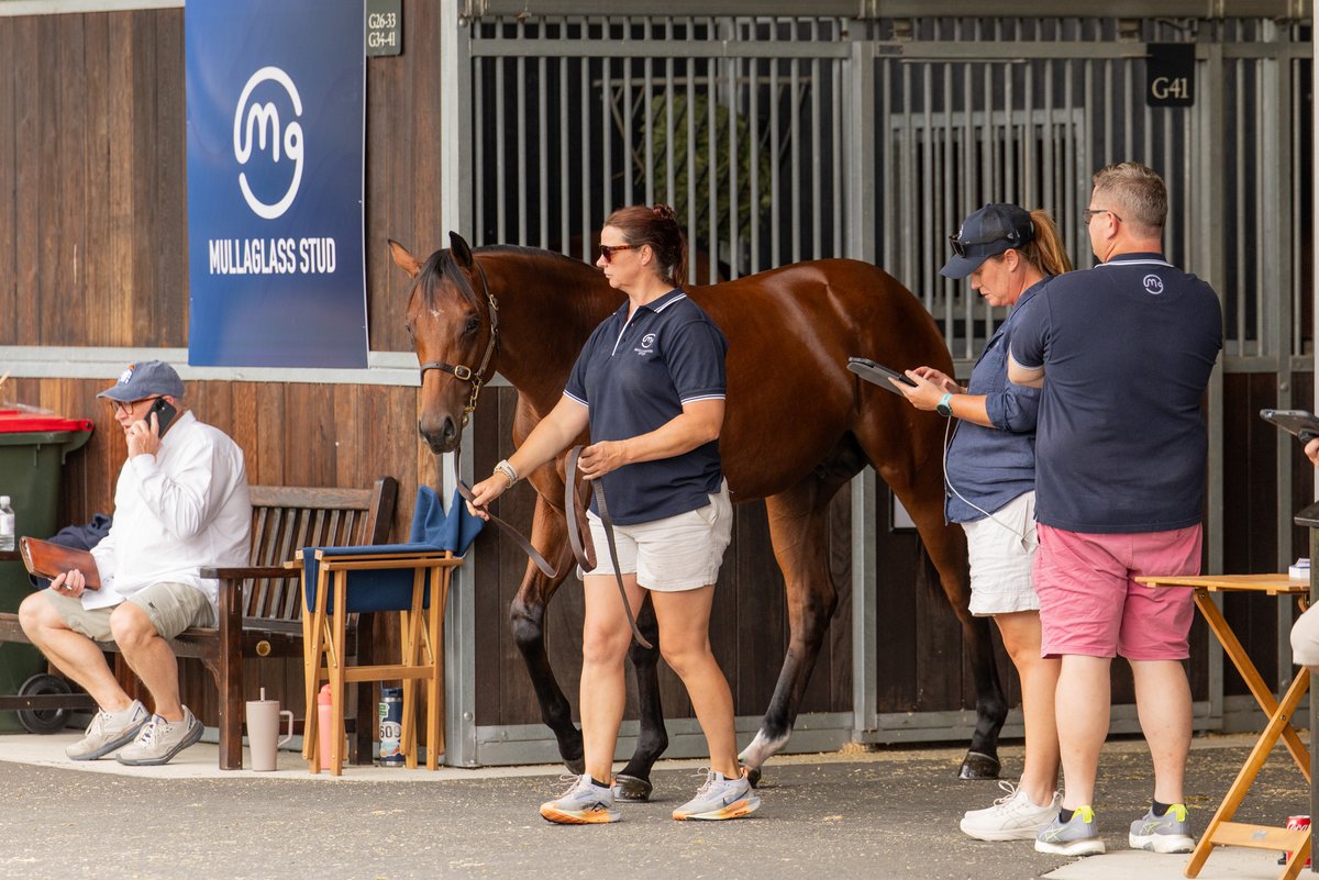 Mullaglass Stud tweet media