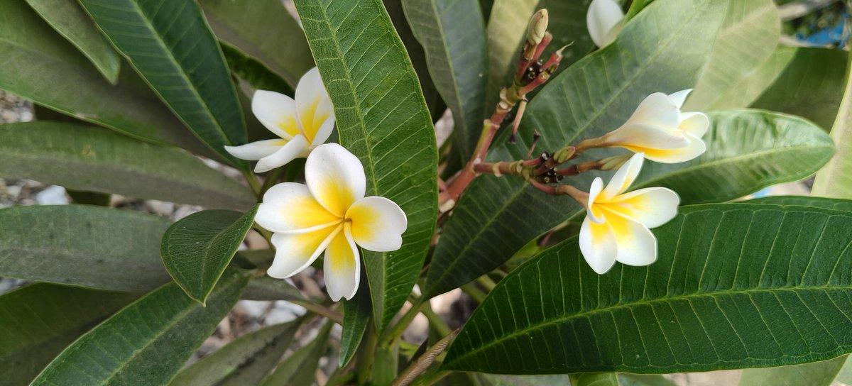 kausar_nargis's tweet photo. The flowers
#Chafa https://t.co/ogjp7YP9ru