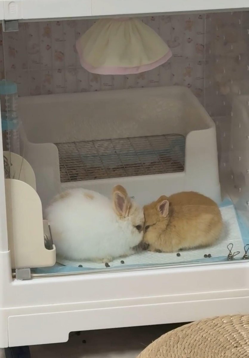 Cutes Animals (@majidawan764334) on Twitter photo 